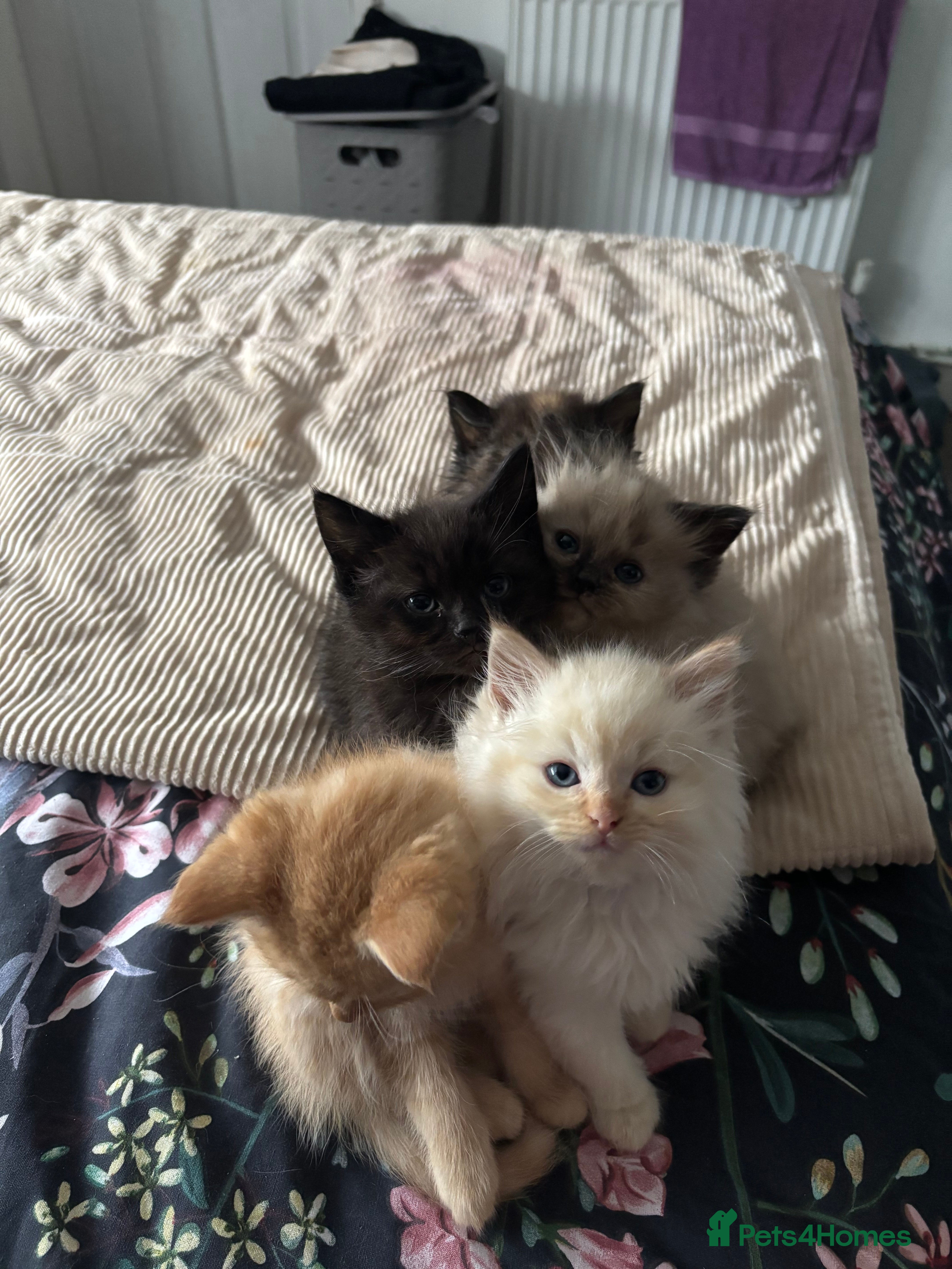 Mixed Breed cats Kittens for sale  - Advert 2