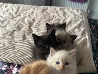 Mixed Breed cats Kittens for sale - Advert 1