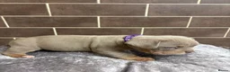 American Bully dogs for sale: POCKET BULLYS  in Orpington - Advert 10