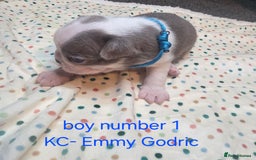 Boston Terrier dogs for sale: Beautiful Blue Bostons  - Image 13