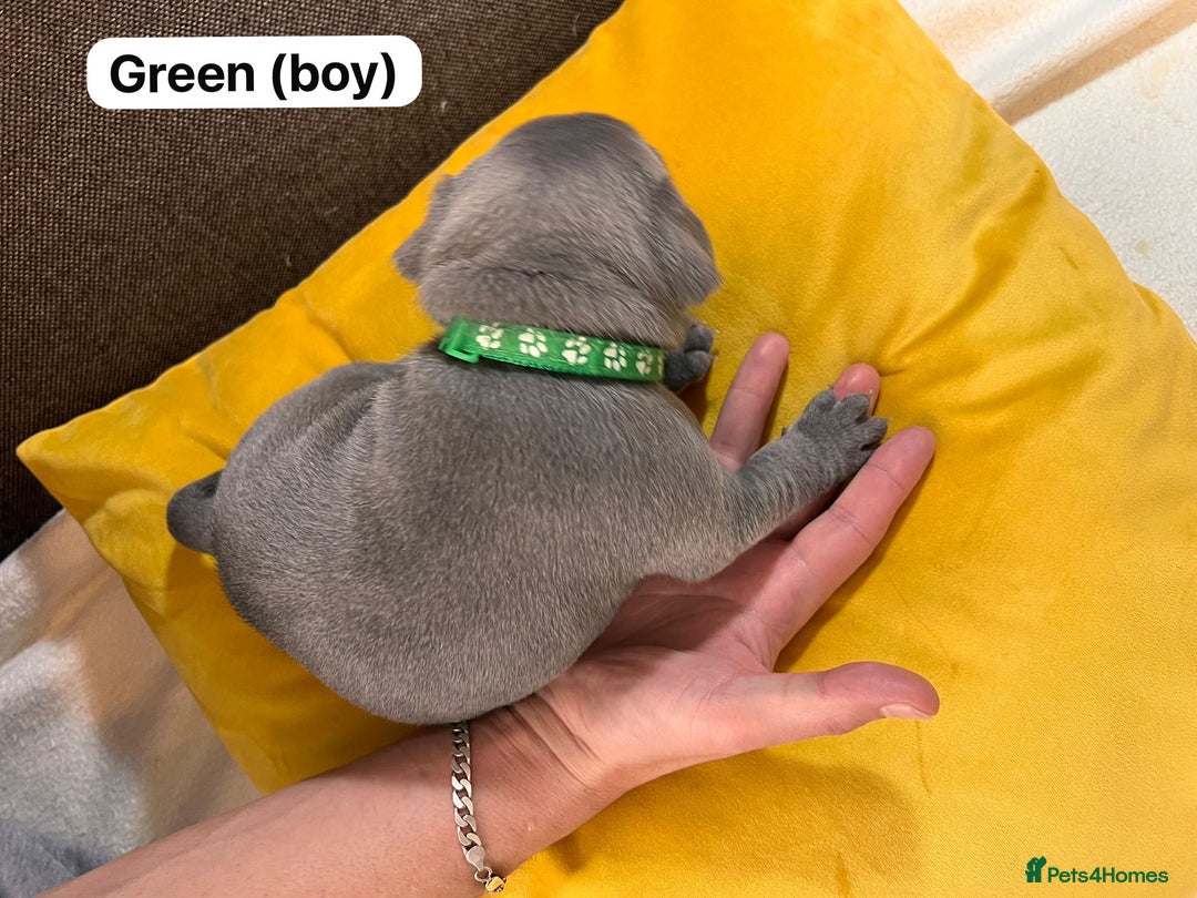 Staffordshire Bull Terrier dogs for sale:   Champion-KC.Reg.Blue Staffordshire Bull Terrier  - Image 23