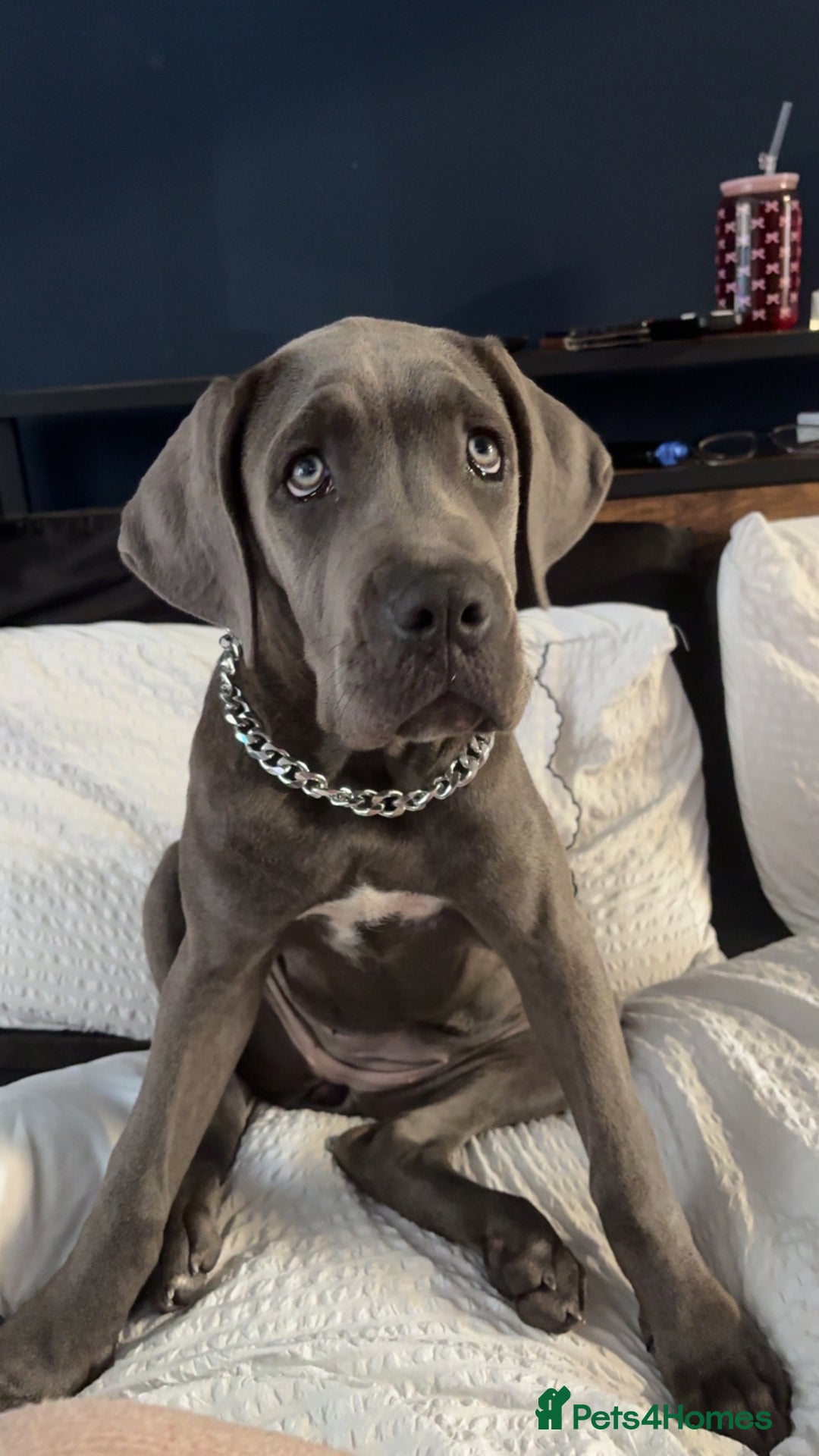 Cane Corso dogs for sale: Cane Corso puppy - Image 4