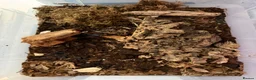 Isopods invertebrates for sale: Lots of Mixed isopods  - Advert 6
