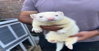 Ferret rodents - Advert 5