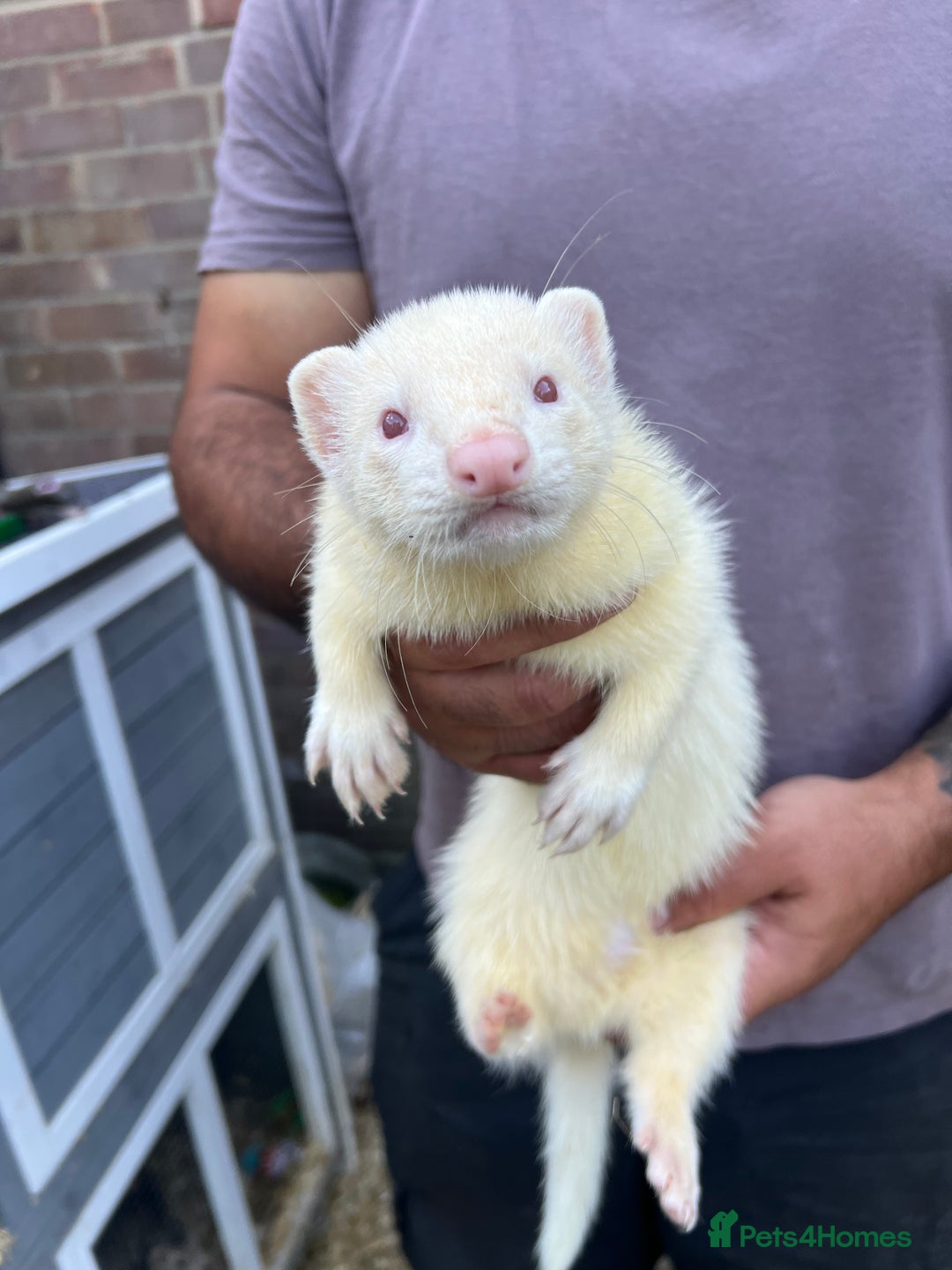Ferret rodents for sale: Ferrets  - Image 2