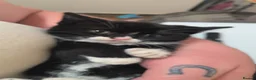 Domestic Shorthair cats for sale: Tuxedo kittens in Holywell - Advert 8