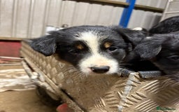 Border Collie dogs for sale: 🐾 Beautiful Collie Puppies 🐾 - Image 7
