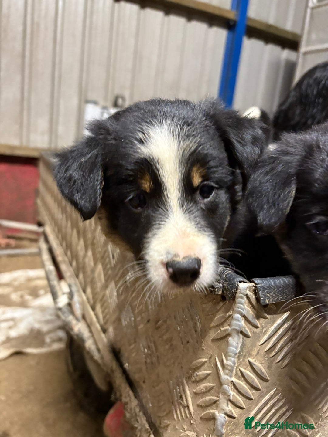 Border Collie dogs for sale: 🐾 Beautiful Collie Puppies 🐾 - Image 7