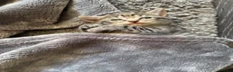 Mixed Breed cats for sale: 3 cute, cuddly kittens for sale - Advert 4