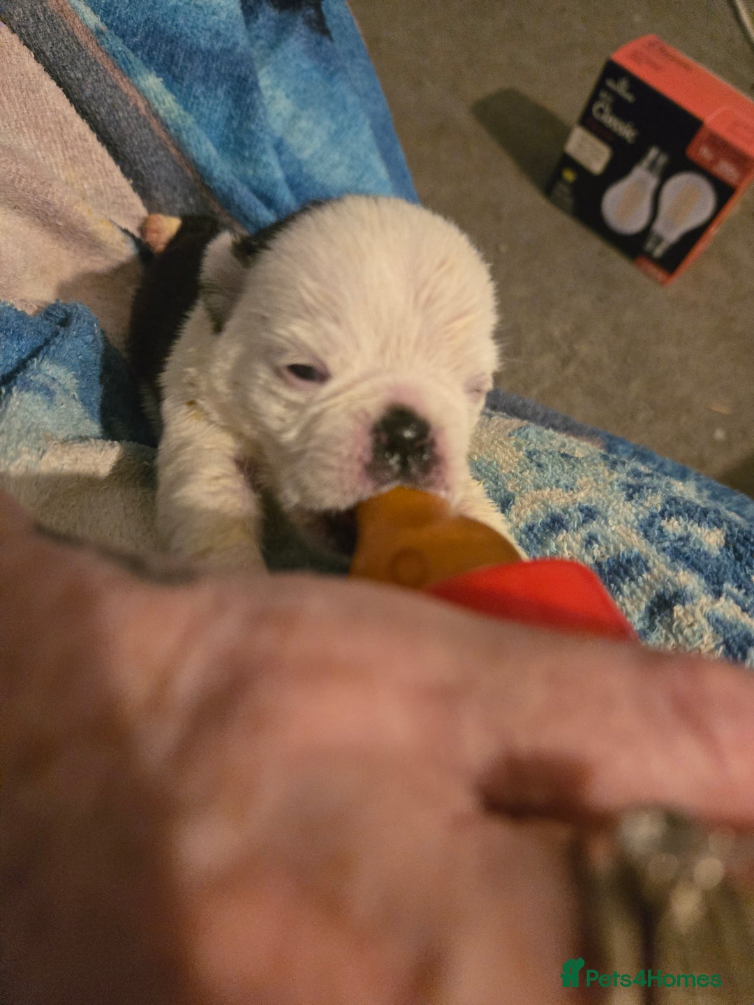 Pug dogs for sale: 1 female panda pug  - Image 3