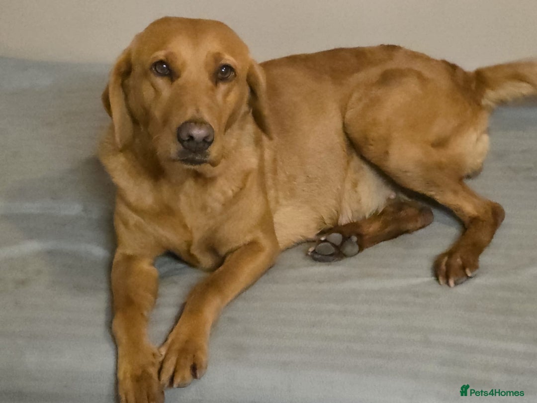 Labrador Retriever dogs for sale: Beautiful kc registered Labrador puppies - Advert 7