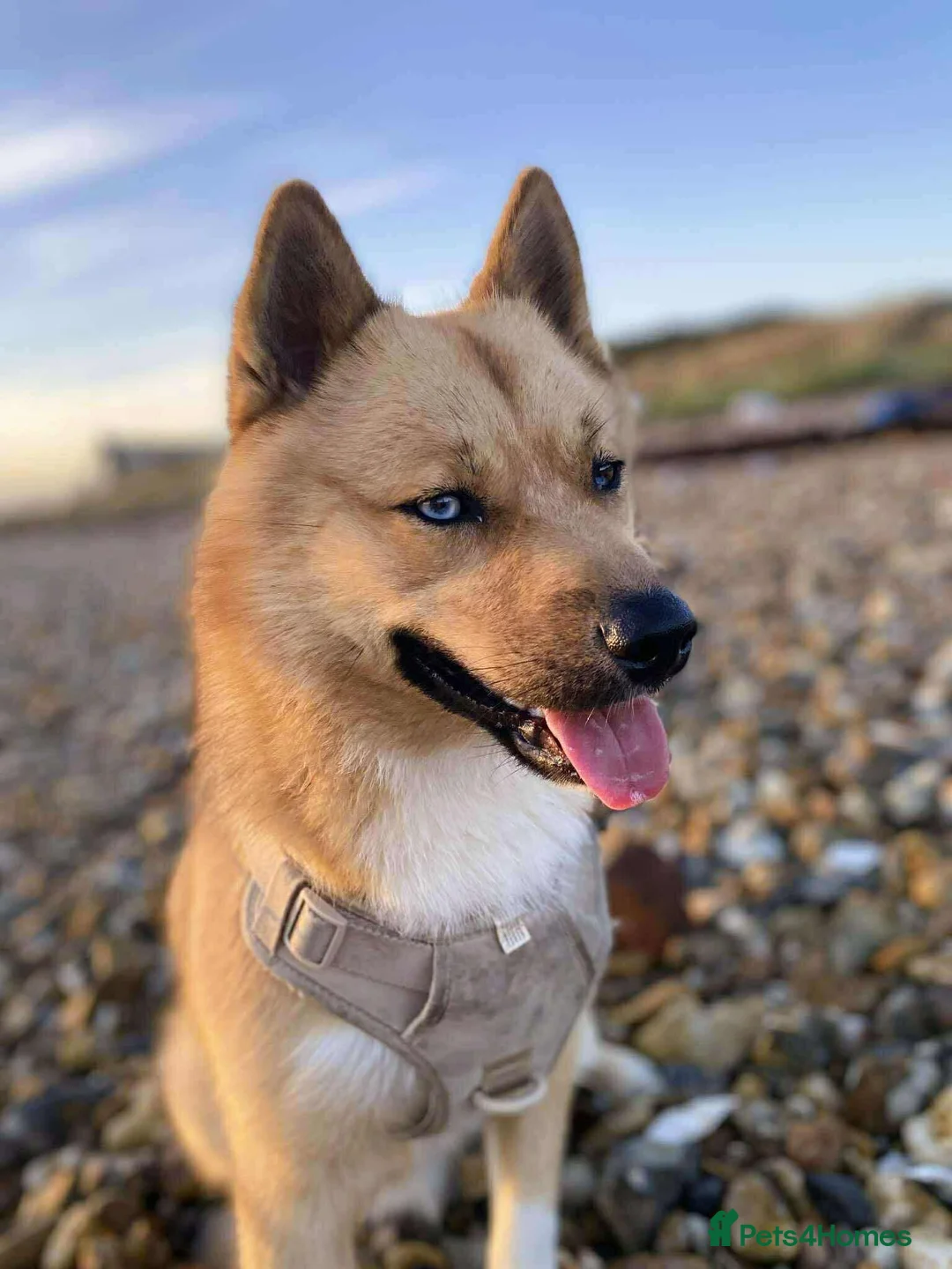 Mixed Breed dogs for stud: Pomsky for Stud - Advert 5