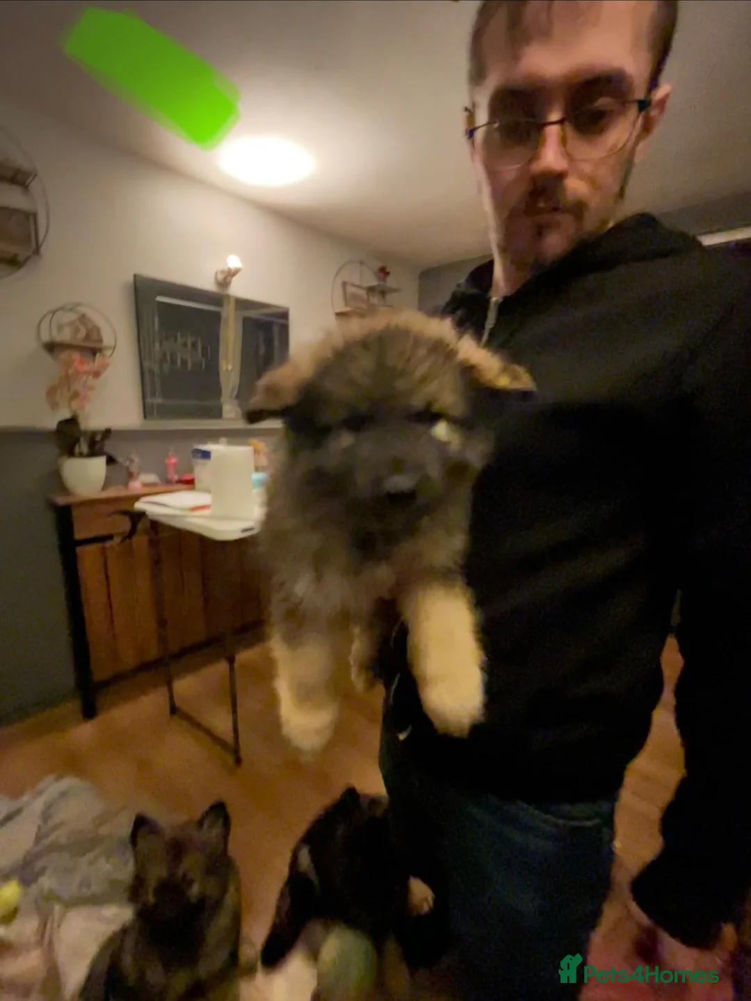 Mixed Breed dogs for sale: 3 BOYS LEFT Alaskan malamute x German shepherd  - Advert 2