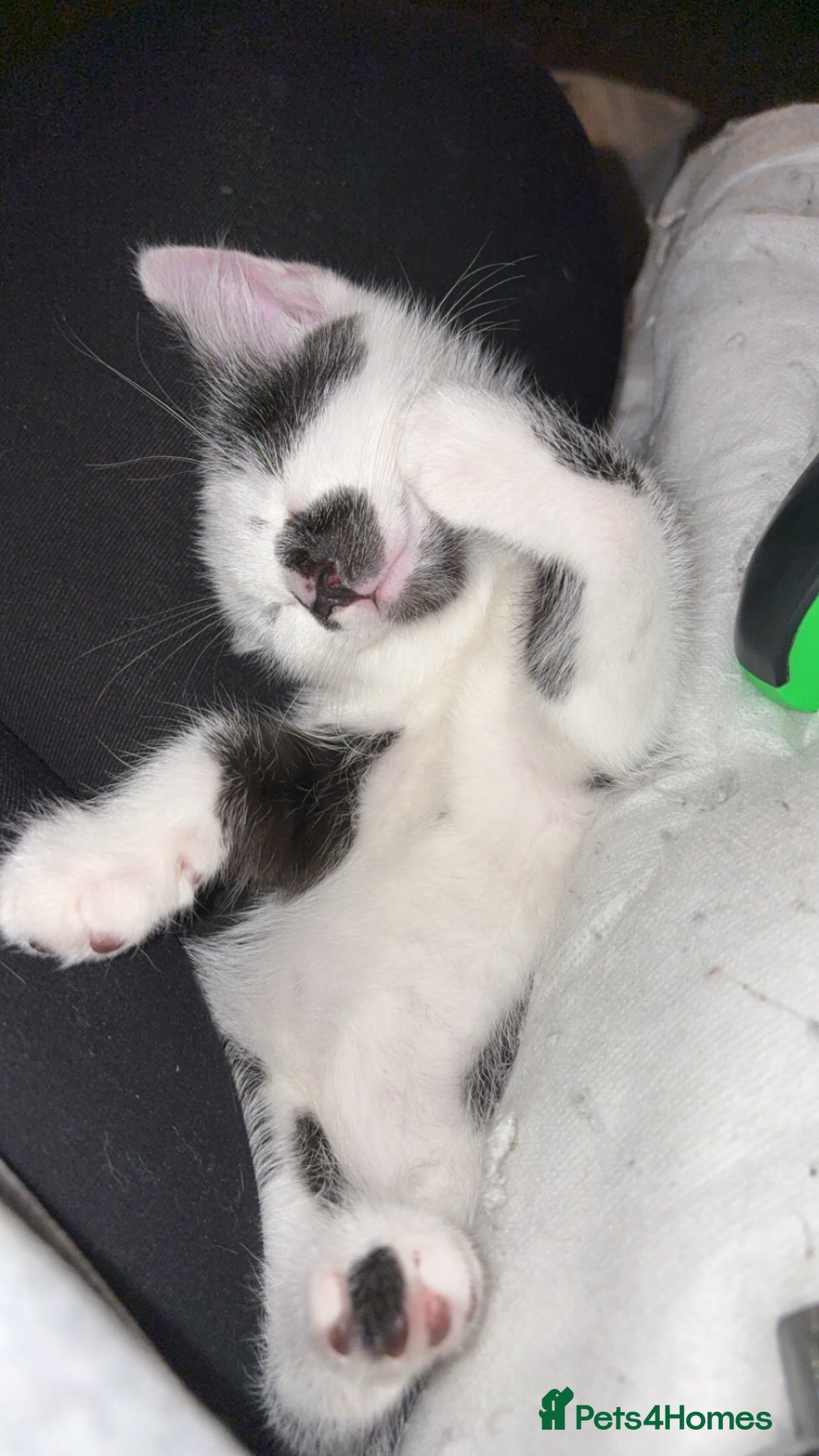 Mixed Breed cats 11 Week Old Kitten for Sale - Advert 3