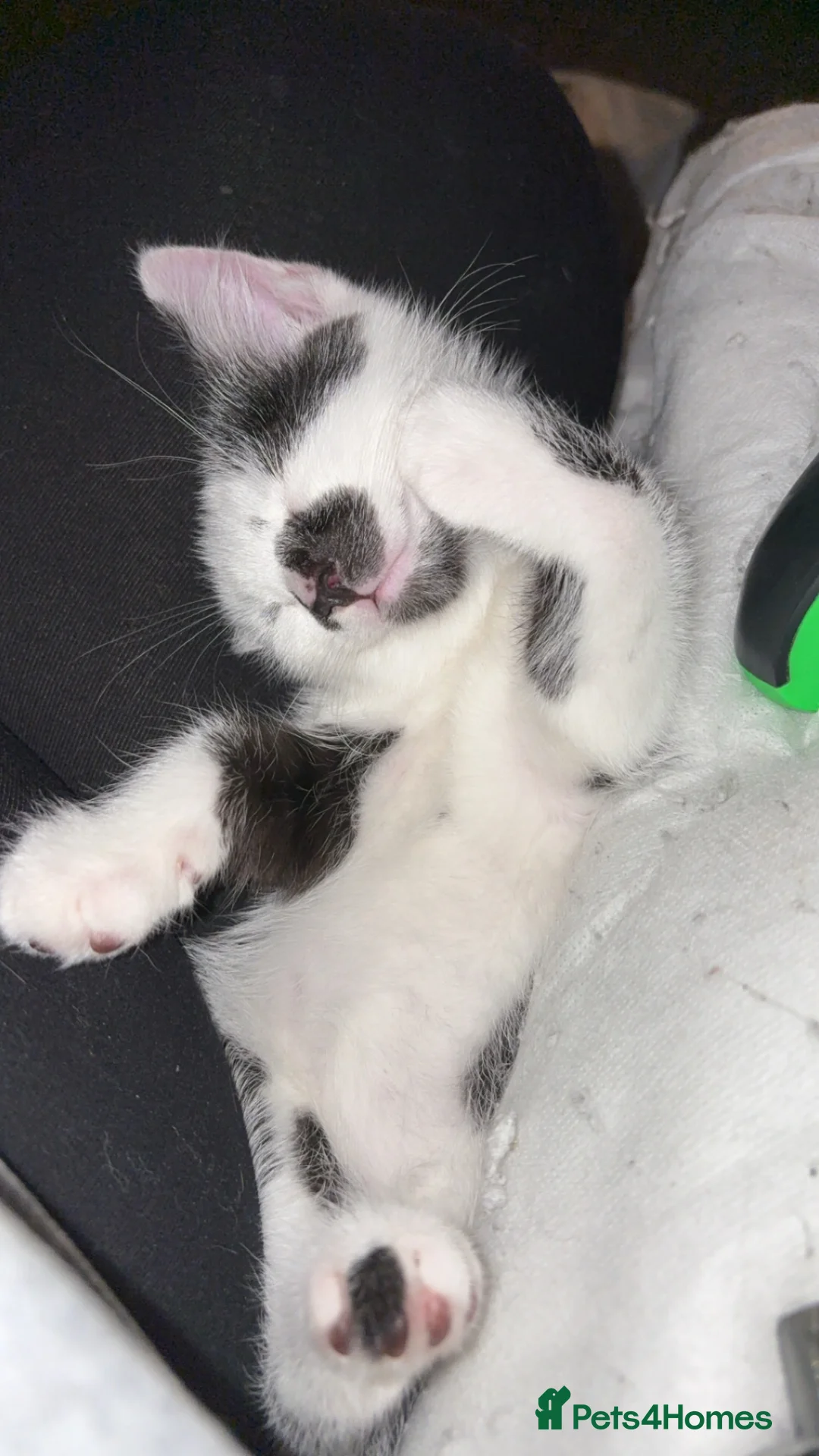 Mixed Breed cats for sale: 11 Week Old Kitten for Sale - Advert 1