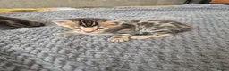 Bengal cats for sale: Champion Bloodline TICA Bengal Kittens in Peterborough - Advert 22