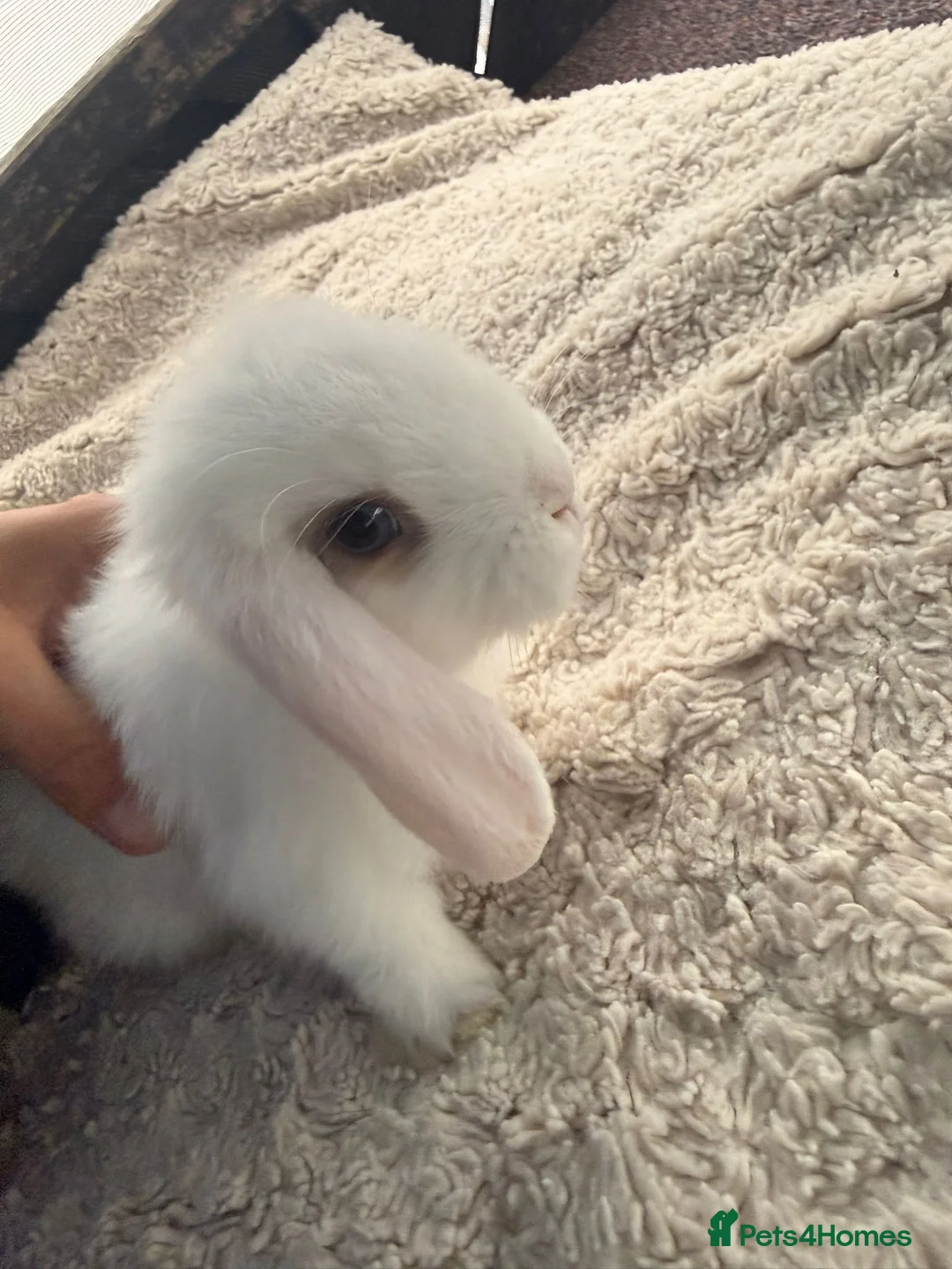 Mini Lop rabbits for sale: 5 stunning mini lops - Advert 5