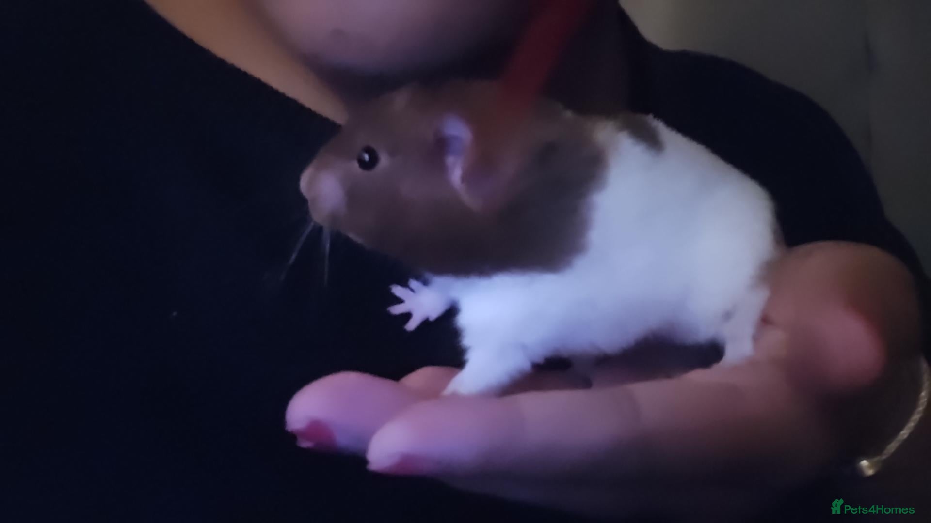 Hamster rodents for sale: Female Hamster Chub. - Advert 1