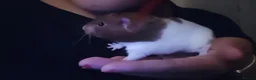 Hamster rodents for sale: Female Hamster Chub. in Poole - Advert 1