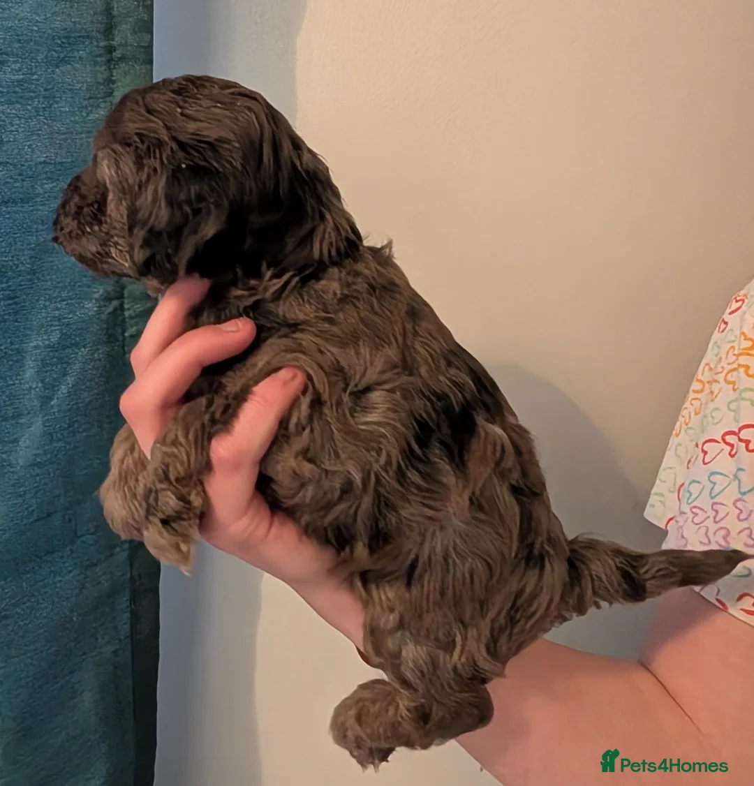 Cockapoo dogs for sale: F2b cockapoo pups Super Cute. Health test parents - Advert 12