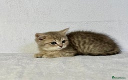 British Shorthair cats for sale: 🐾 Purebred BSH kittens🐾 - Image 14
