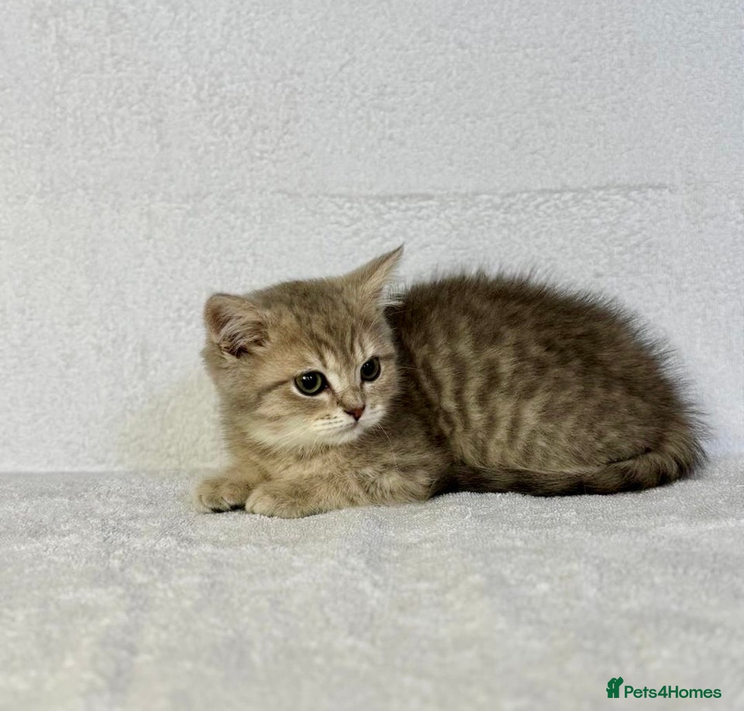 British Shorthair cats for sale: 🐾 Purebred BSH kittens🐾 - Image 14