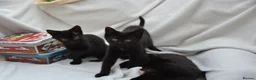 Mixed Breed cats for sale: Beautiful Maine Coon/Bombay Mix Kittens! - Advert 11
