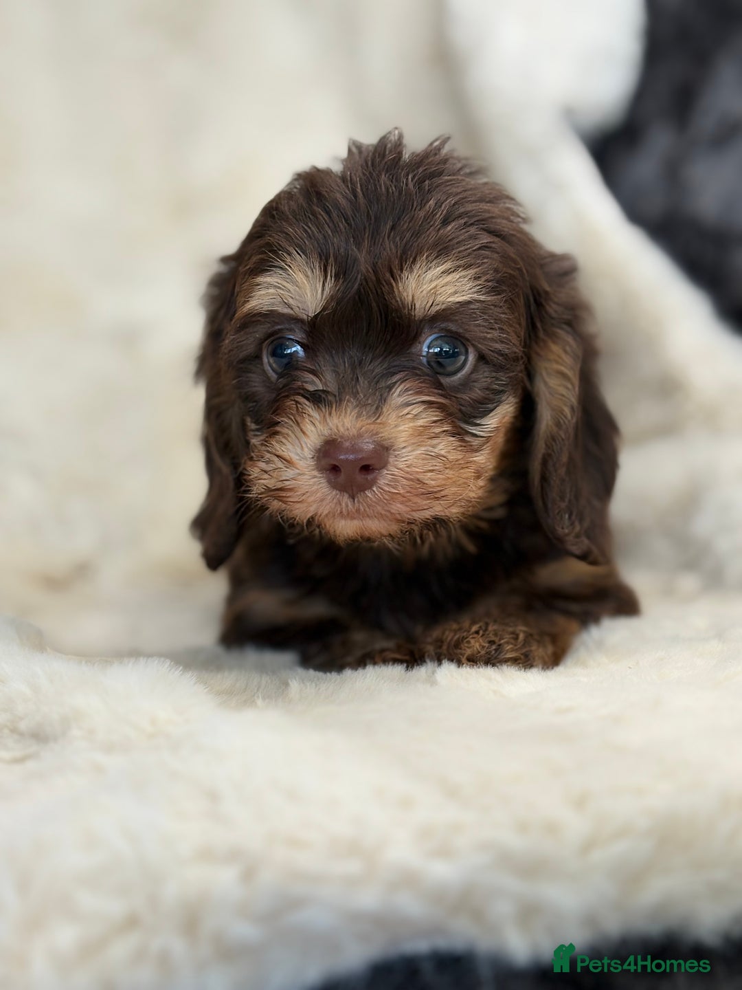 Mixed Breed dogs for sale: Gorgeous Daxi cross puppies  - Advert 14