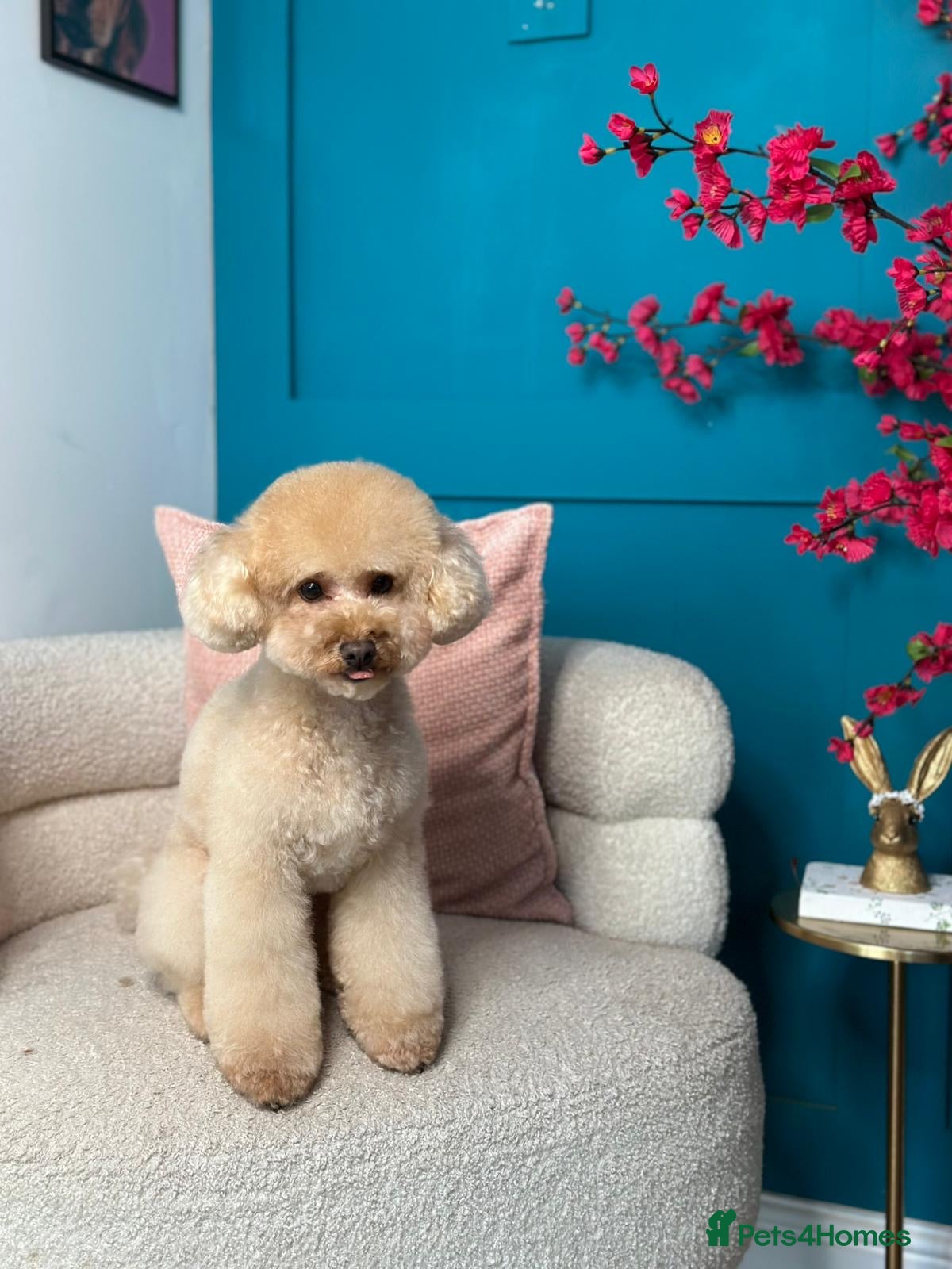 Toy Poodle dogs Kc reg stunning tiny toy poodle excellent sire  - Advert 1