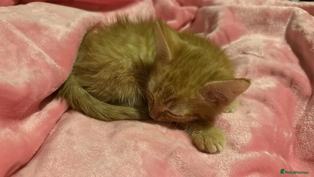 British Shorthair cats for sale: One ginger male  - Advert 3