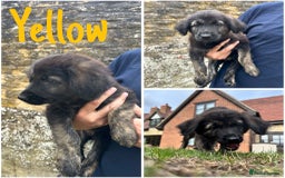 German Shepherd dogs for sale: Golden Shepherd Puppies ready now!  - Image 3