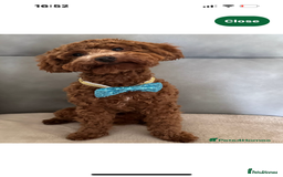 Mixed Breed dogs for sale: Cockapoo cross cavapoo pups  - Image 6