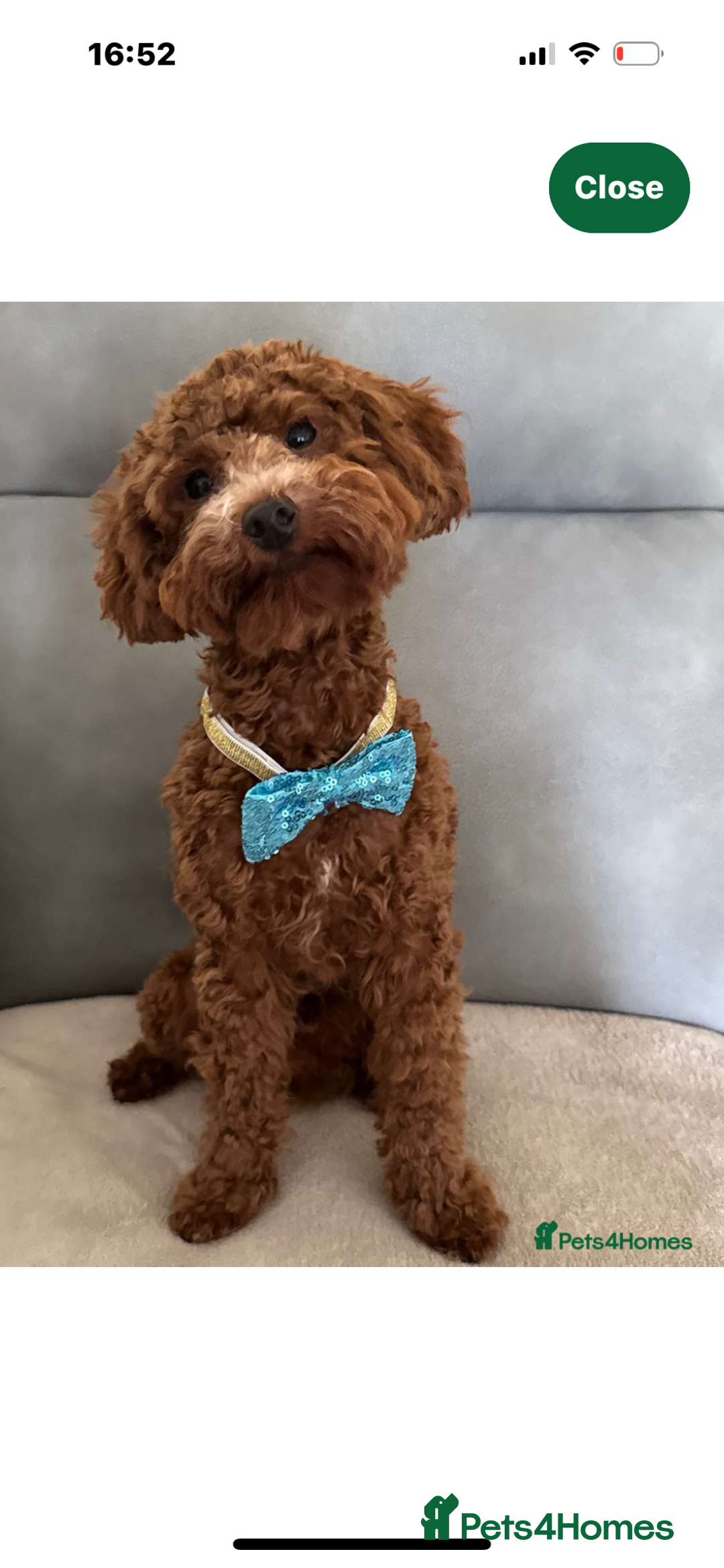 Mixed Breed dogs for sale: Cockapoo cross cavapoo pups  - Image 6