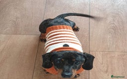 Miniature Dachshund dogs for sale: 7 year old miniature dachshund - Image 2