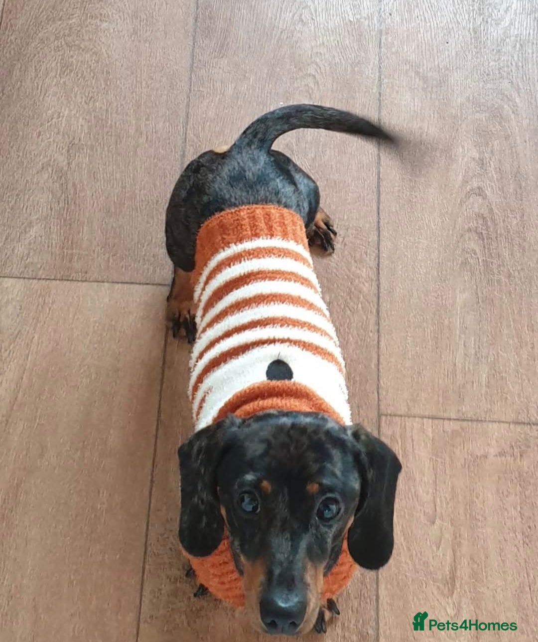 Miniature Dachshund dogs for sale: 7 year old miniature dachshund - Image 2