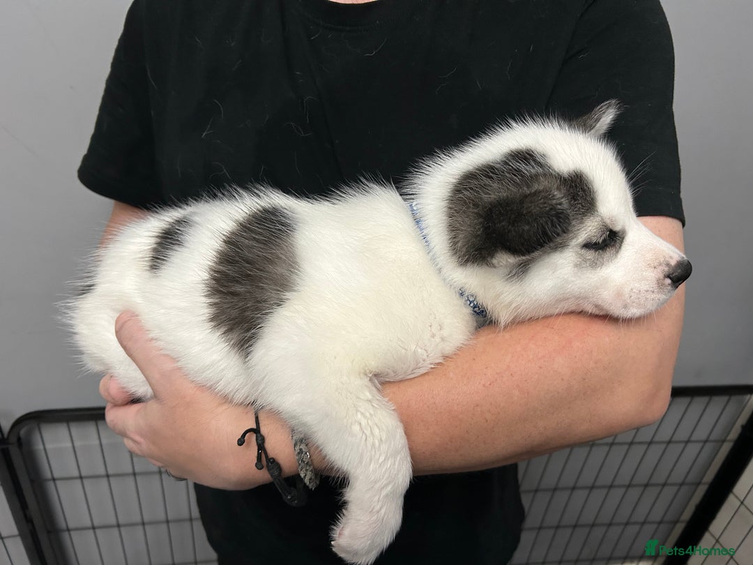 Siberian Husky dogs for sale: Beautiful Husky Puppies – Ready in 2 Weeks!  - Advert 18