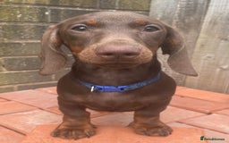 Miniature Dachshund dogs for sale: Pra clear mini dachshund pups - Image 7