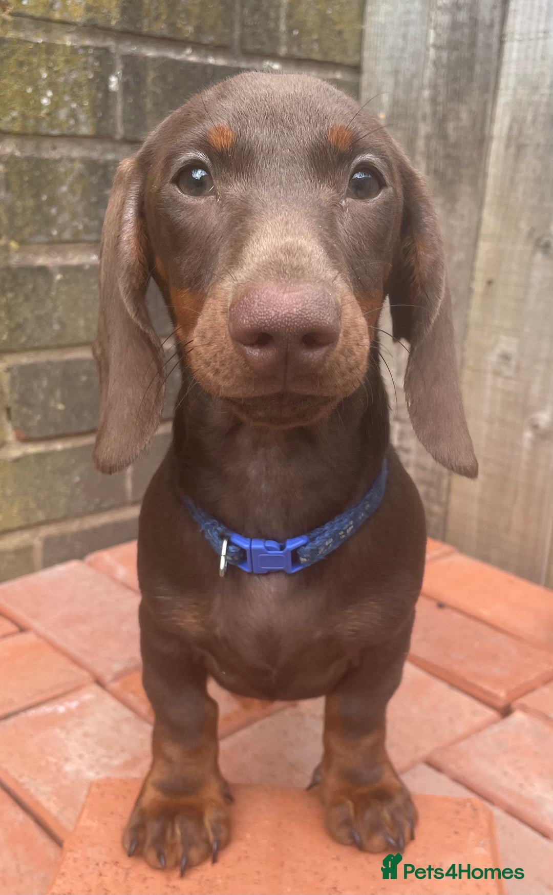 Miniature Dachshund dogs for sale: Pra clear mini dachshund pups - Image 7