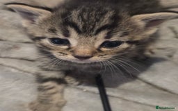 Mixed Breed cats for sale: Kittens ready now - Image 8