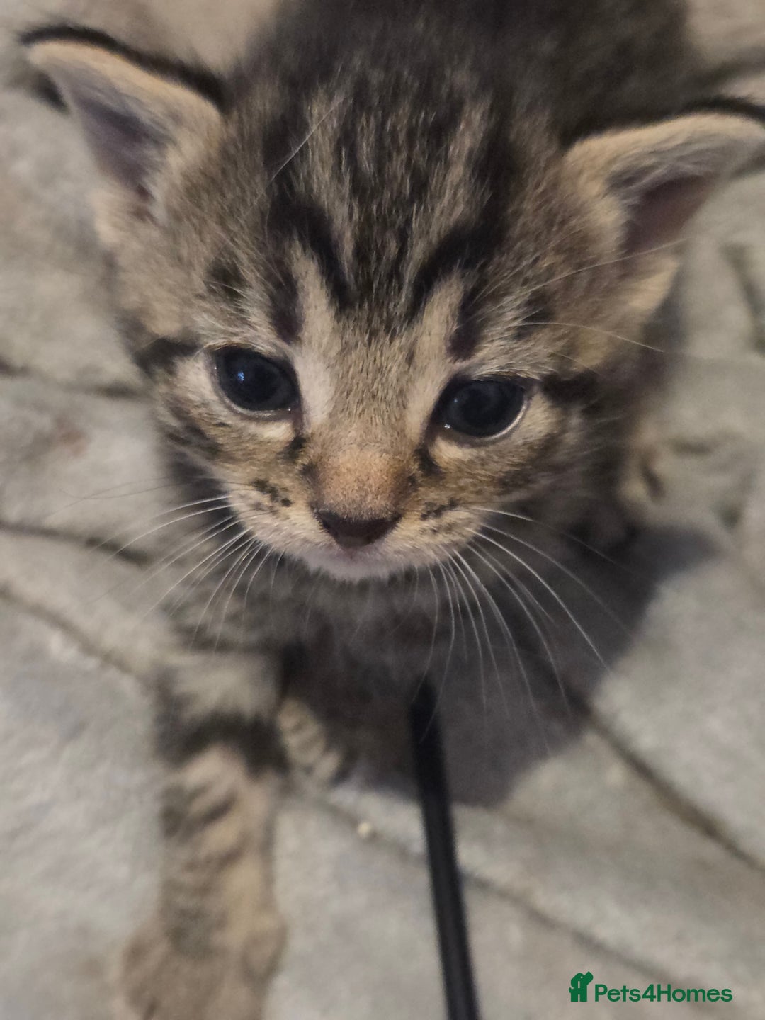 Mixed Breed cats for sale: Kittens ready now - Image 8