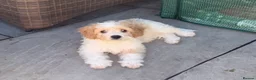 Cavachon dogs for sale: 💕 READY NOW VACCINATED  - Advert 4