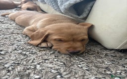 Springador dogs for sale: Labrador Puppies red/yellow health checked  - Image 18