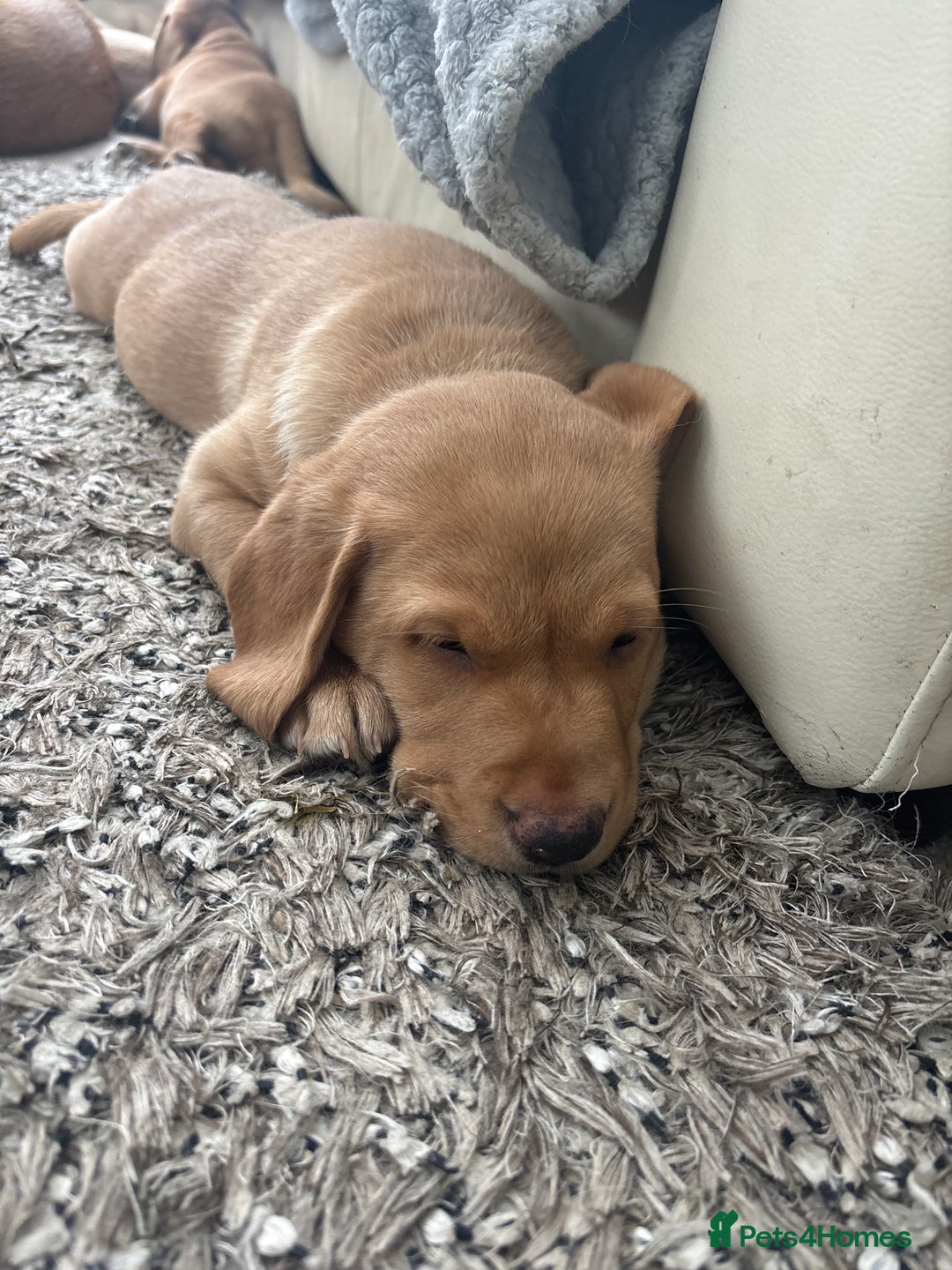 Springador dogs for sale: Labrador Puppies red/yellow health checked  - Image 18