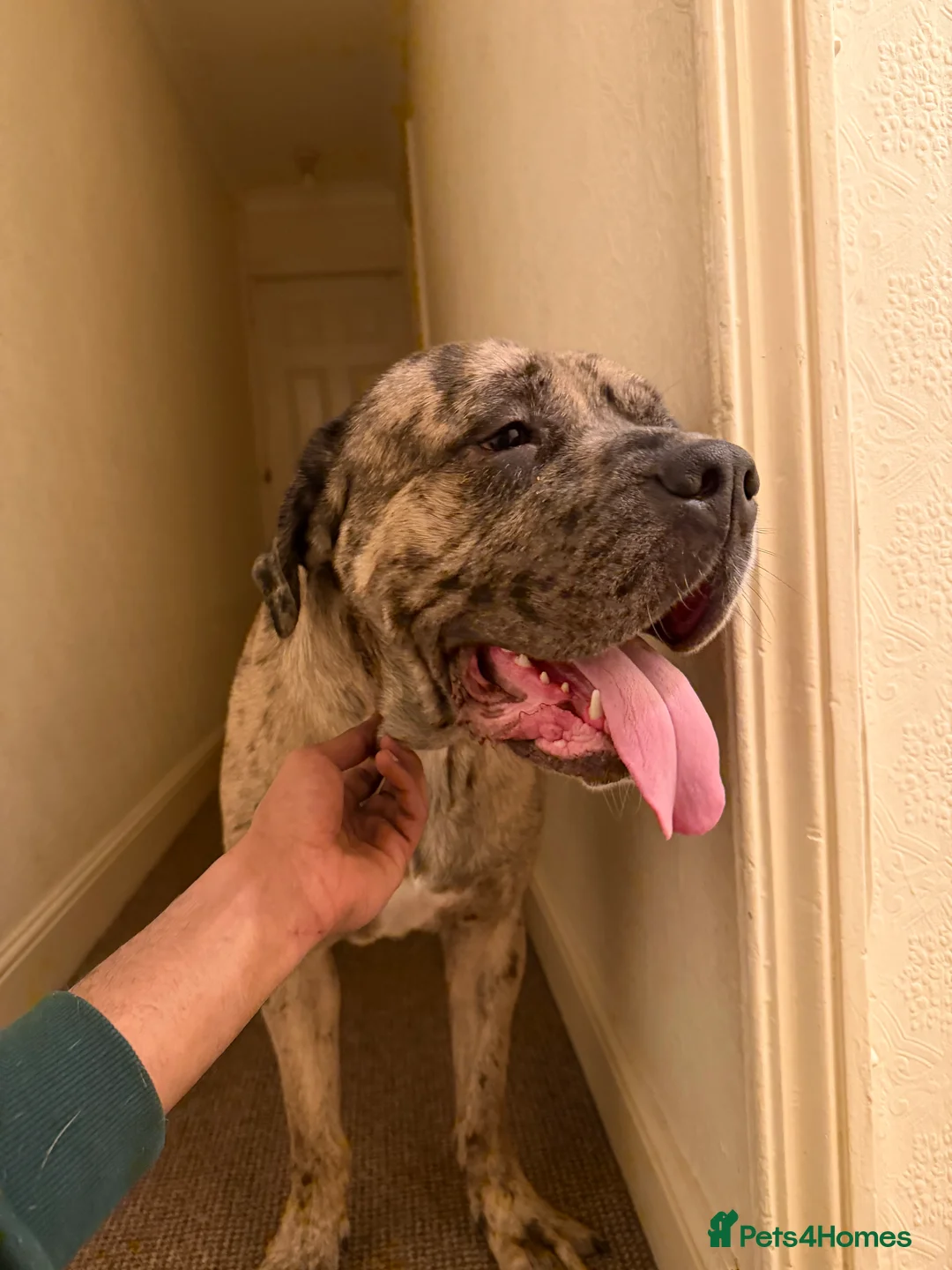 Gallery Image {{count}}