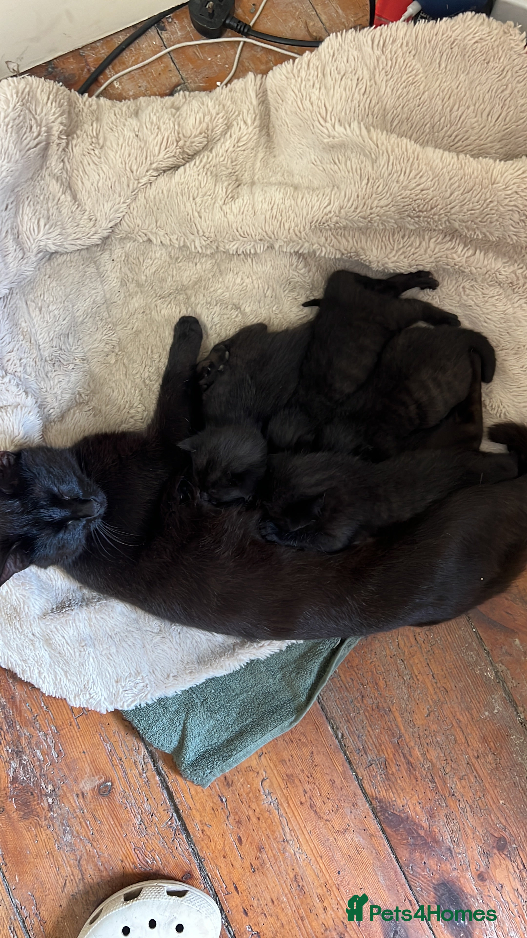 Domestic Shorthair cats 3 beautiful black kittens ready to go.  - Advert 10