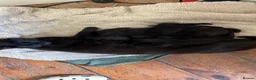 Domestic Shorthair cats for sale: 3 beautiful black kittens ready to go.  in Meifod - Advert 1