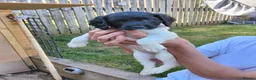 English Springer Spaniel dogs for sale: KC working springer spaniels - Advert 6