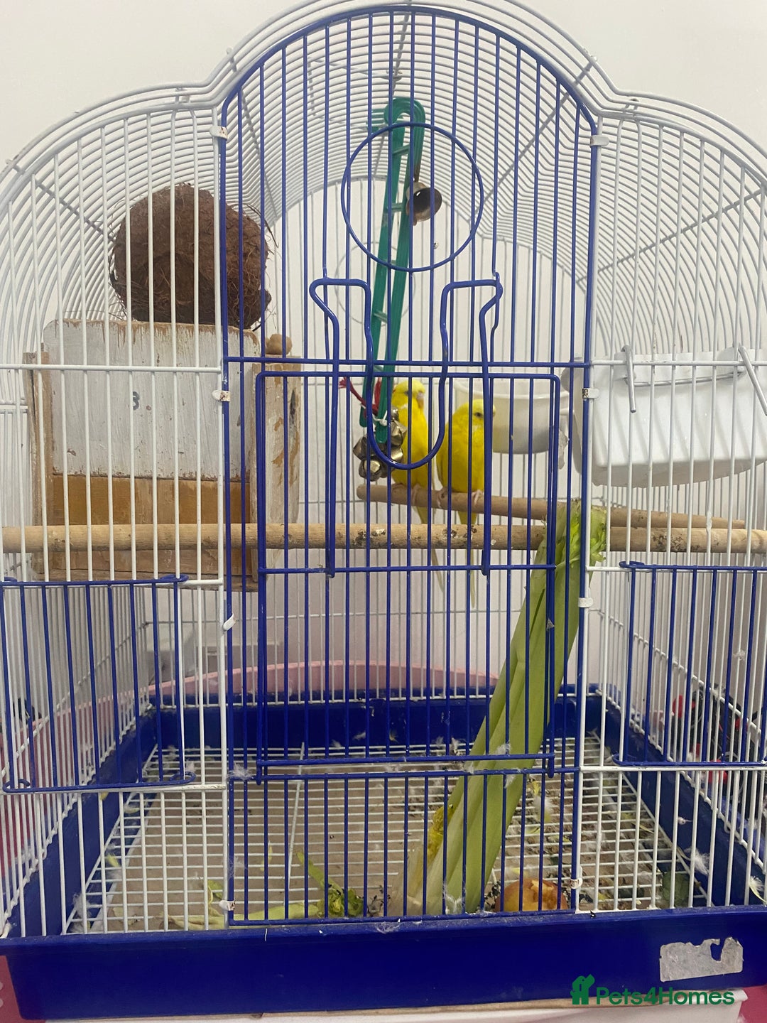 Budgerigars birds for sale: Budgie pair  - Advert 3