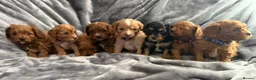 Cavapoo dogs for sale: EXTENSIVELY HEALTH TESTED F1?CAVAPOO BABIES  - Advert 7