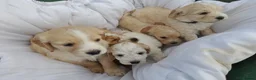 Cockapoo dogs for sale: 5 gorgeous F2 Cockapoo pups – to leave Wed 3 June in Ripon - Advert 8
